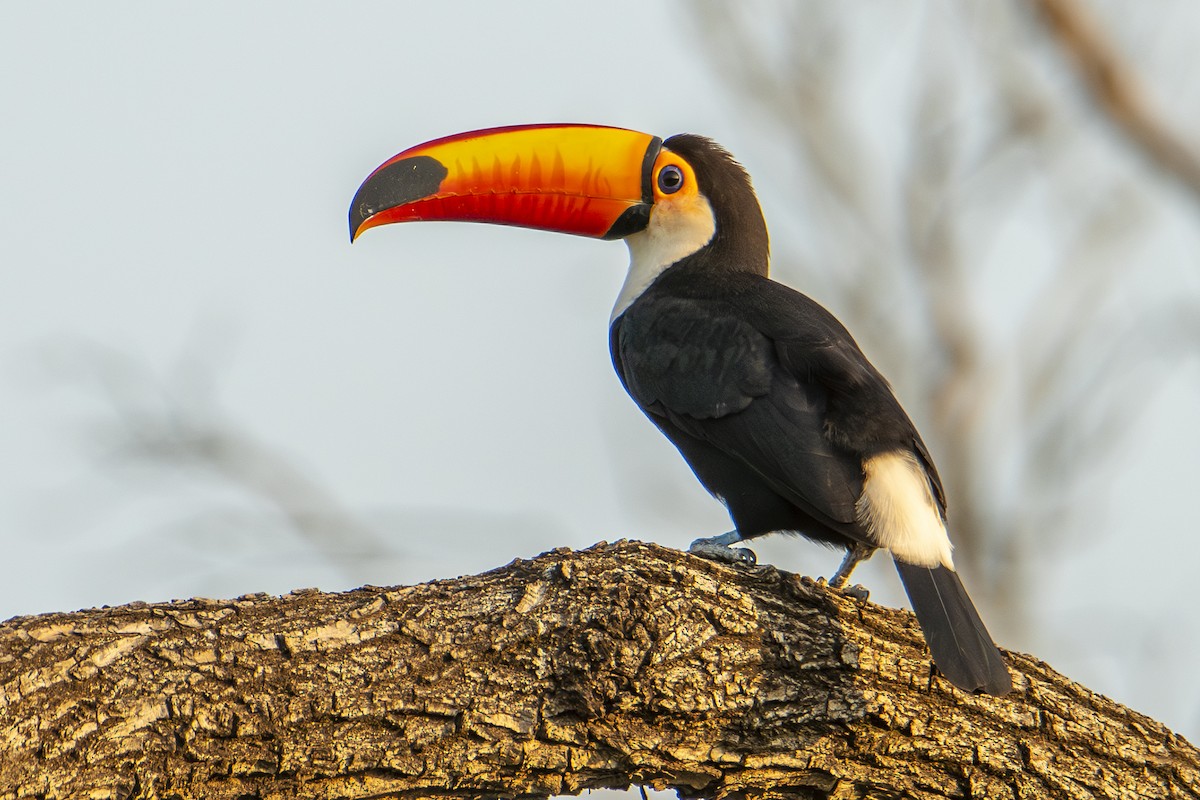 Toco Toucan - ML643960205