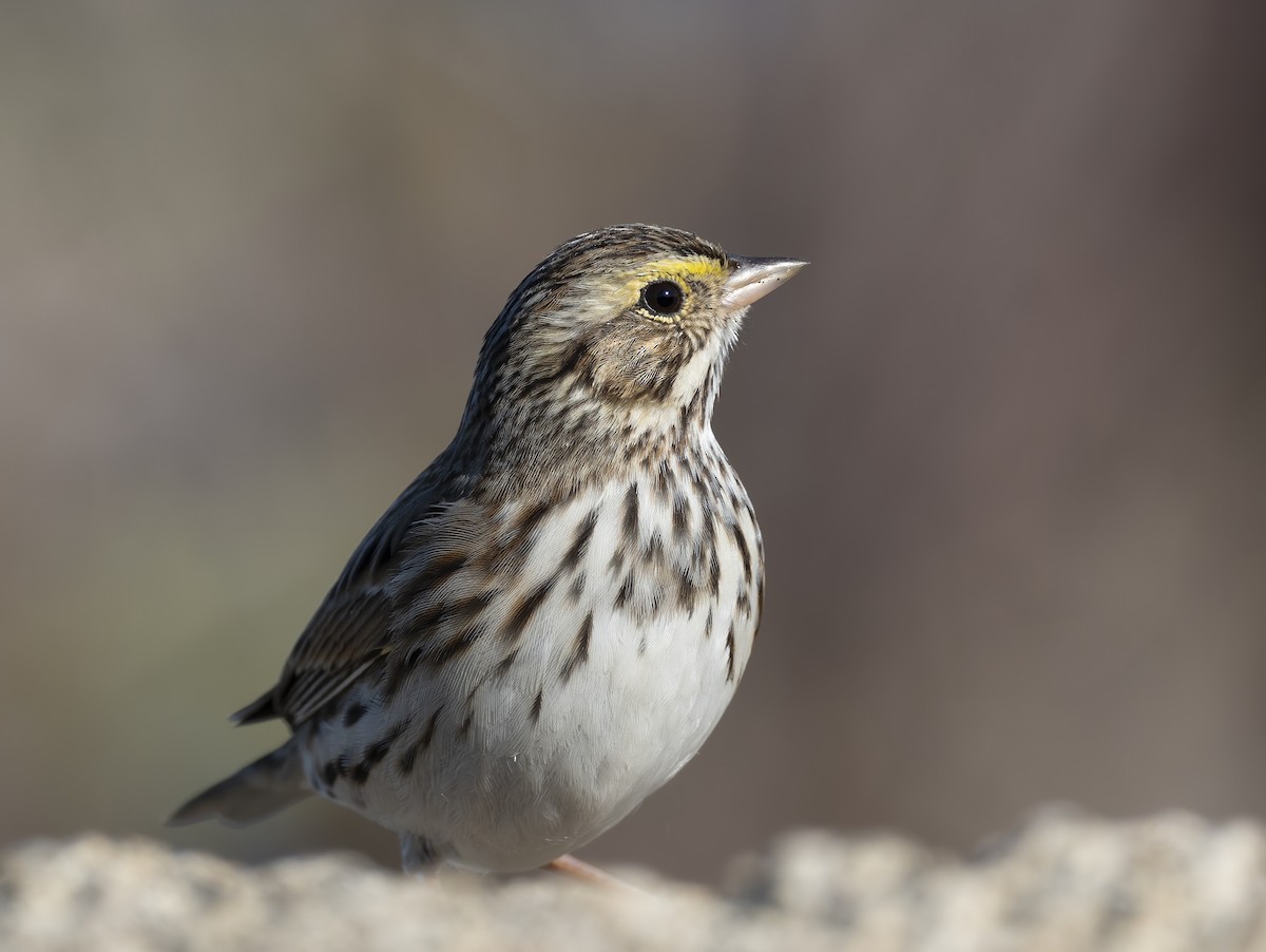 Savannah Sparrow - ML643960213