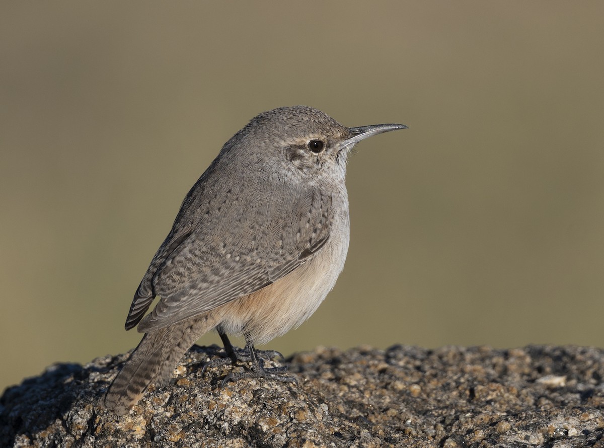 Rock Wren - ML643960220