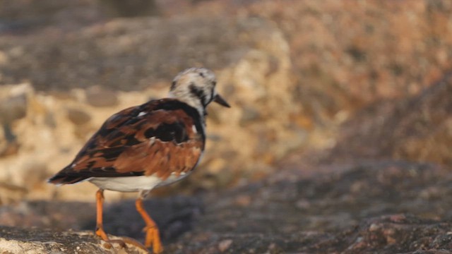 Алаг хайргач - ML643960224