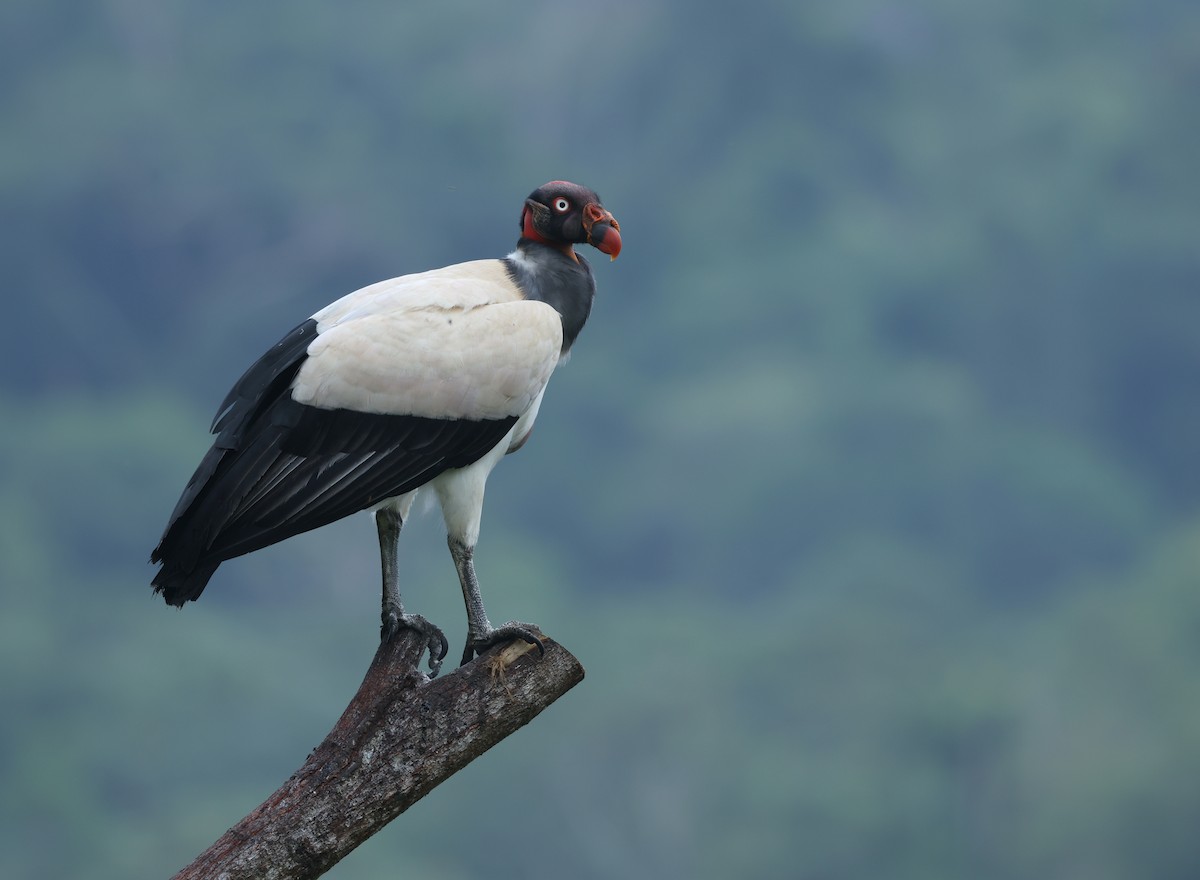 King Vulture - ML643960230