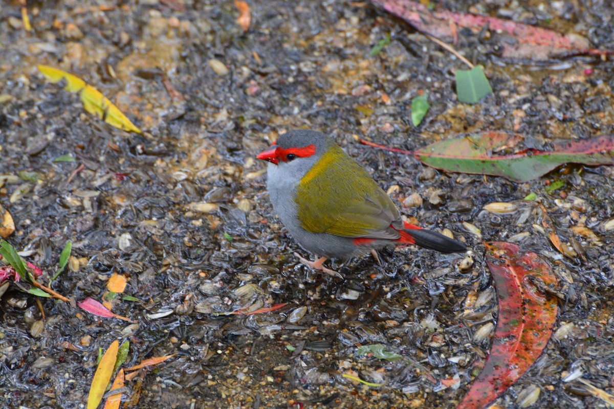Red-browed Firetail - ML643960232
