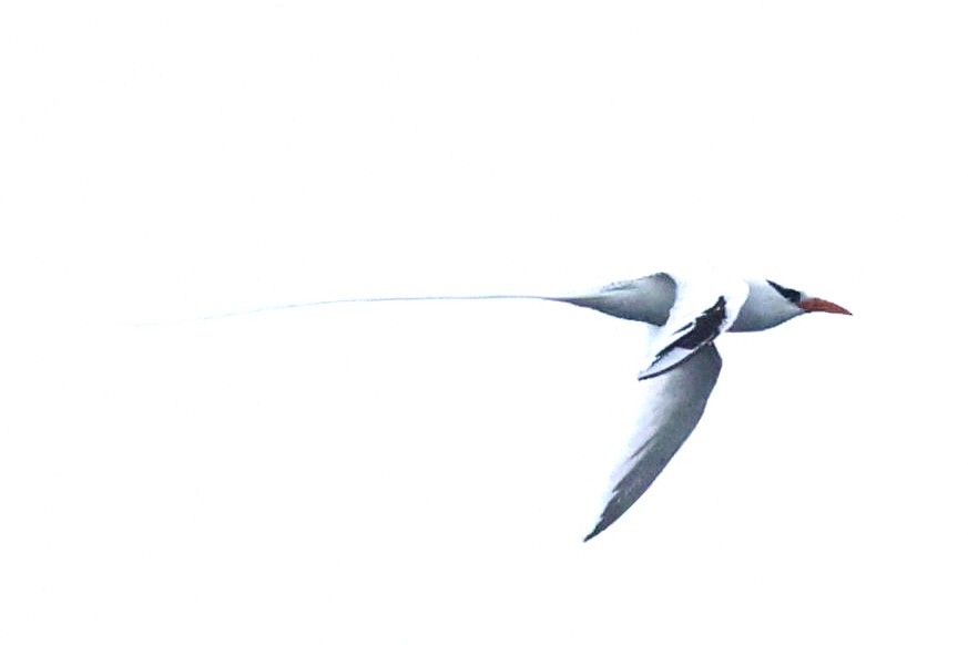 Kırmızı Gagalı Tropikkuşu - ML643960234