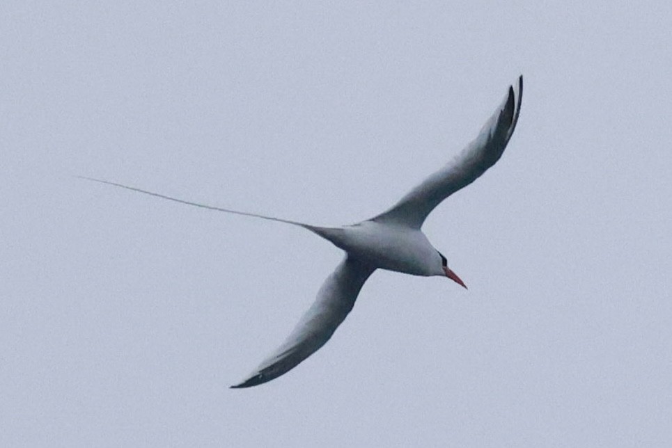 Kırmızı Gagalı Tropikkuşu - ML643960236