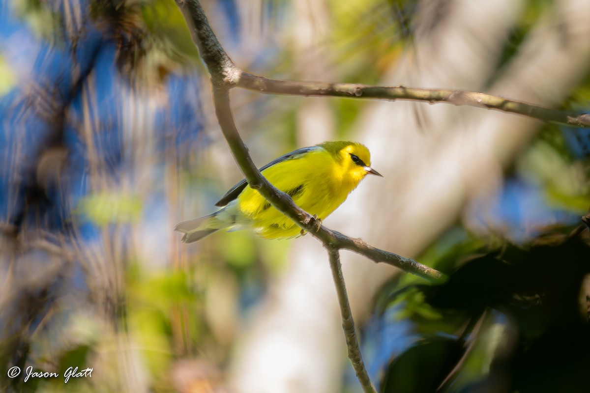 Blue-winged Warbler - ML643960239