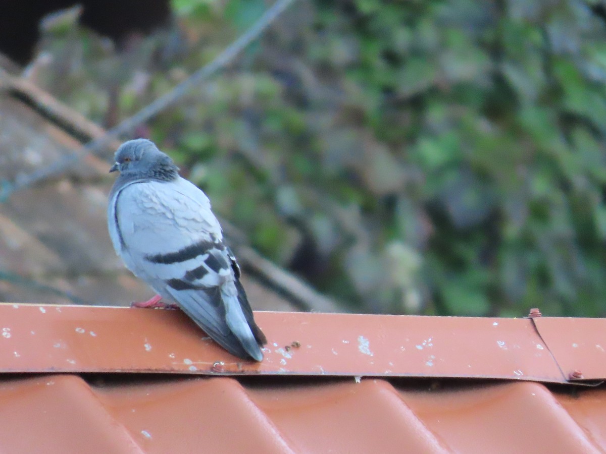 Pigeon biset (forme domestique) - ML643960282