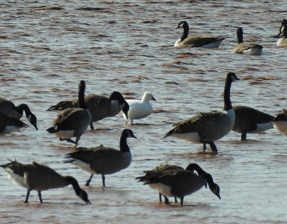 Ross's Goose - ML643960294