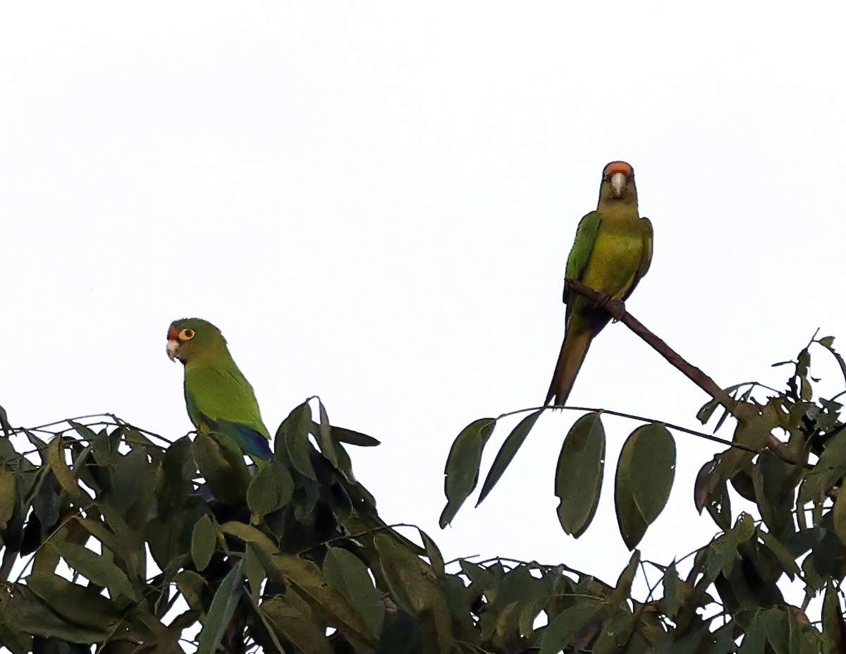 Aratinga Frentinaranja - ML643960314