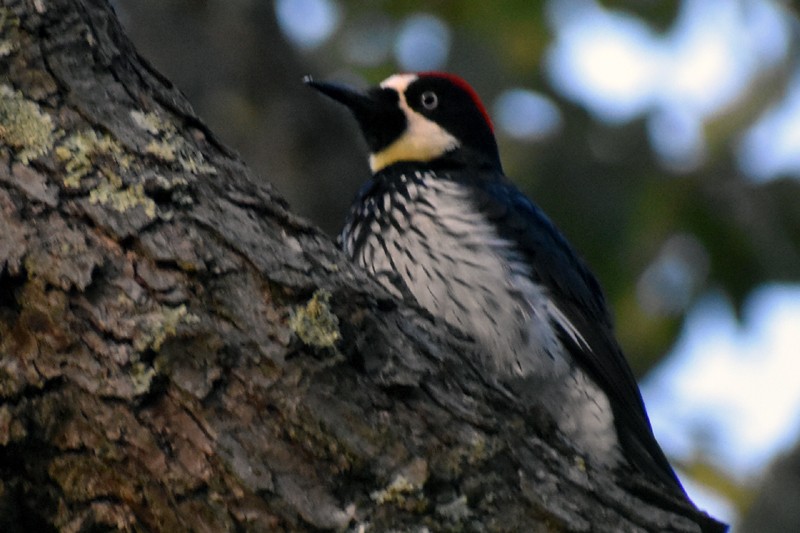 Acorn Woodpecker - ML643960316