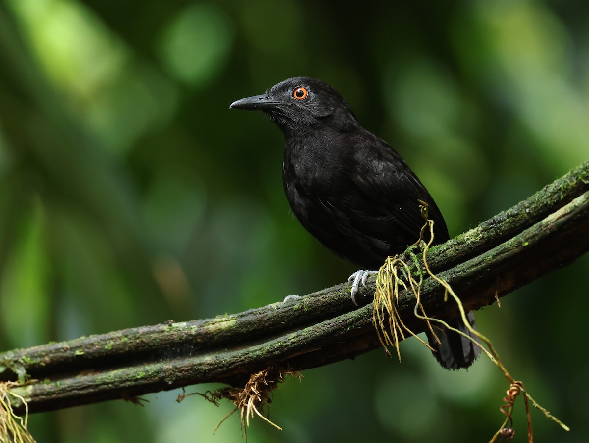 Goeldi's Antbird - ML643960340