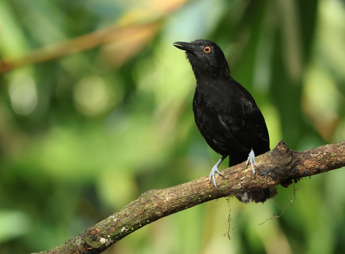 Goeldi's Antbird - ML643960341