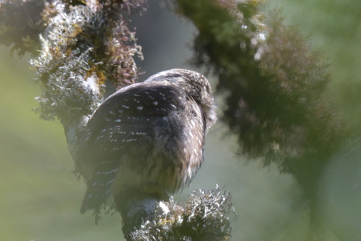 Yungas Pygmy-Owl - ML643960344