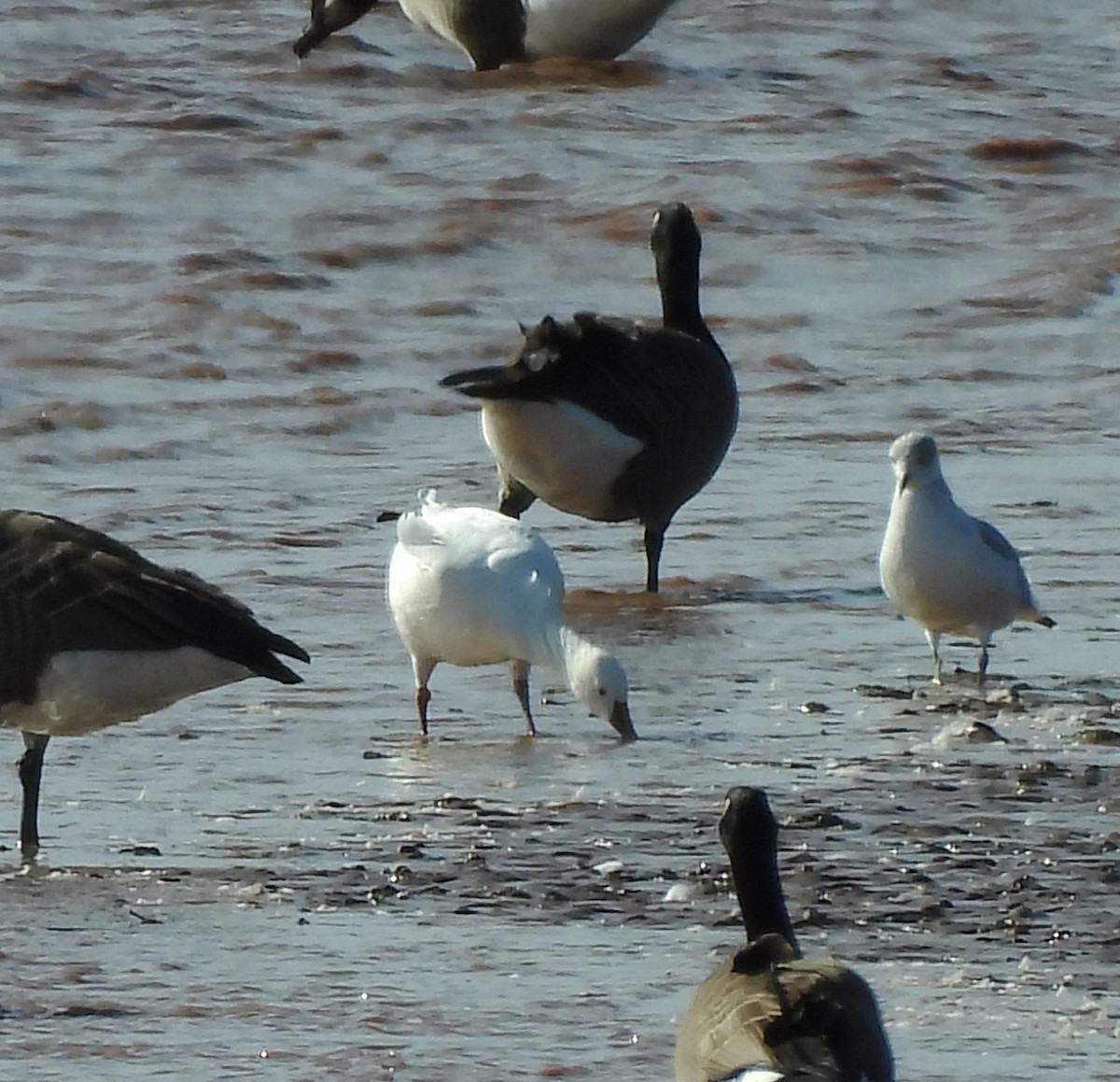 Ross's Goose - ML643960353