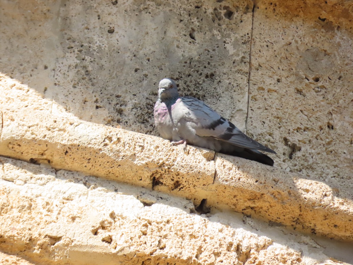 Pigeon biset (forme domestique) - ML643960375