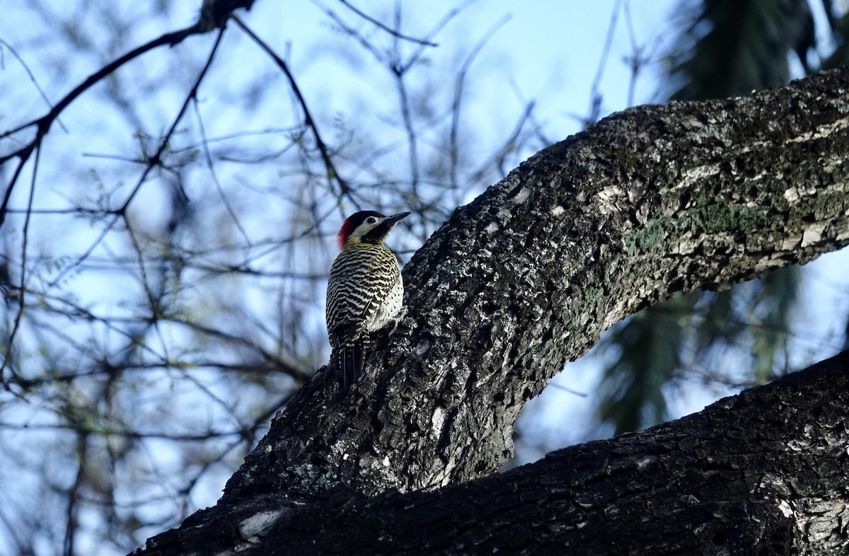 Green-barred Woodpecker - ML643960381