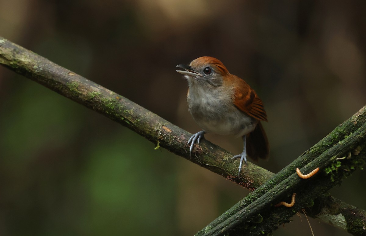 White-lined Antbird - ML643960384