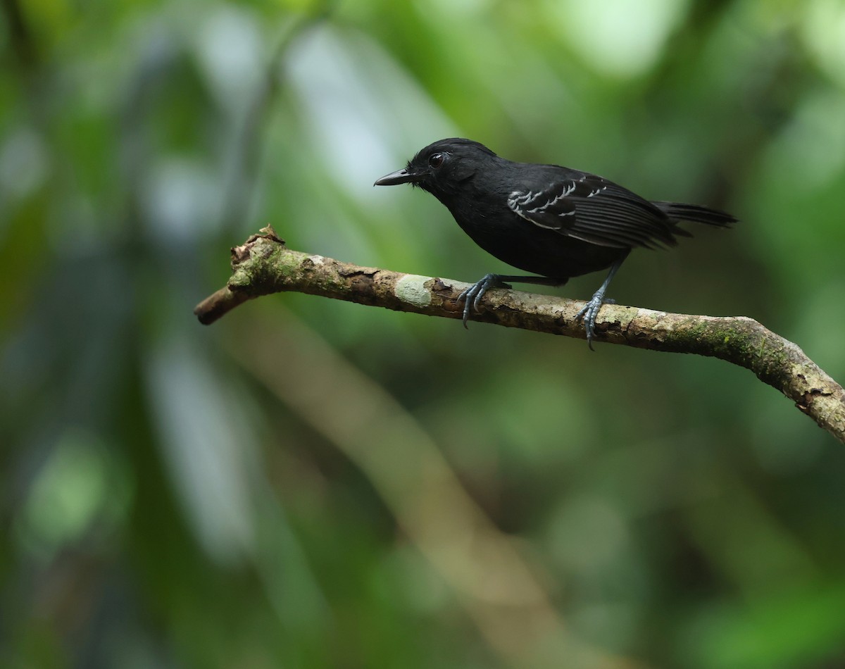 White-lined Antbird - ML643960385