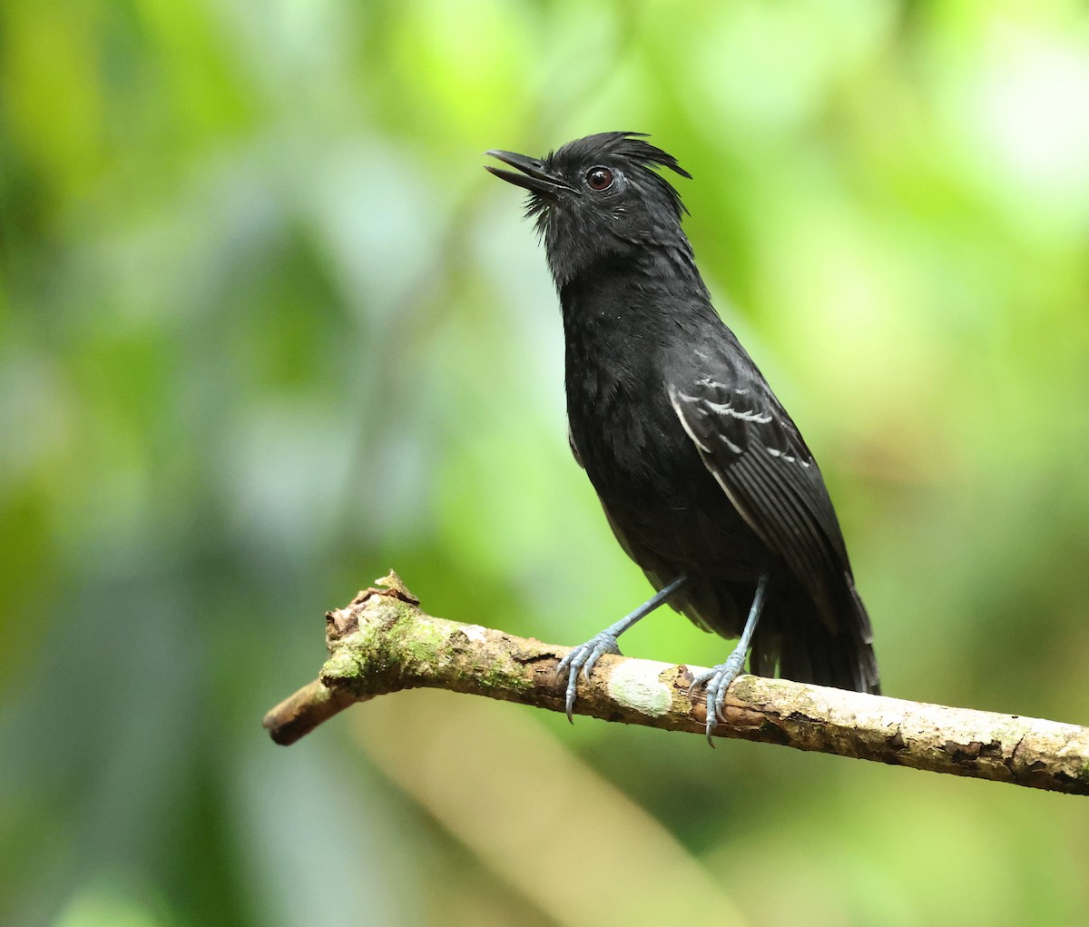 White-lined Antbird - ML643960386