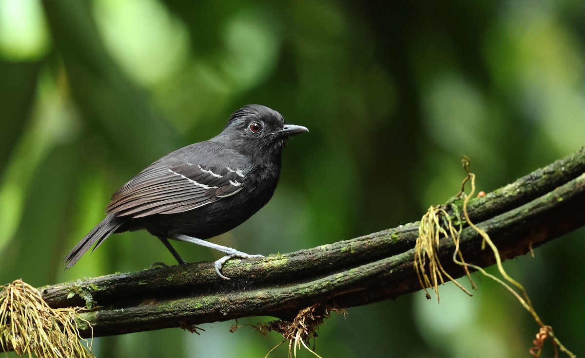 White-lined Antbird - ML643960387