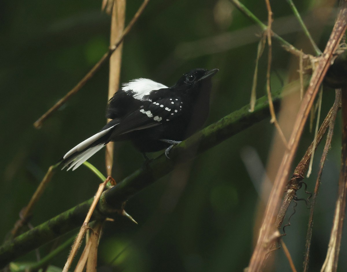 Dot-winged Antwren (White-tailed) - ML643960393