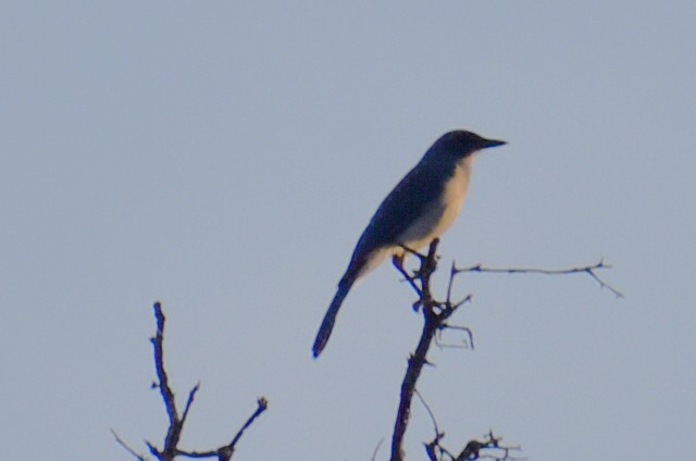 Mexican Jay - ML643960396