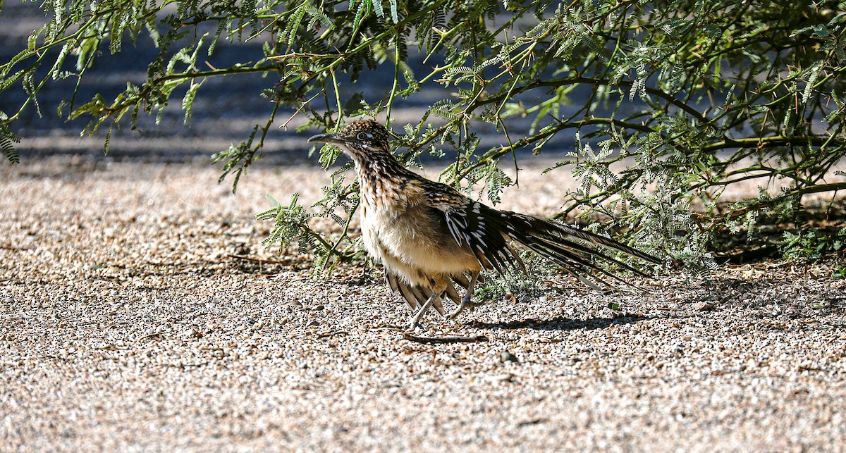 Greater Roadrunner - ML643960397