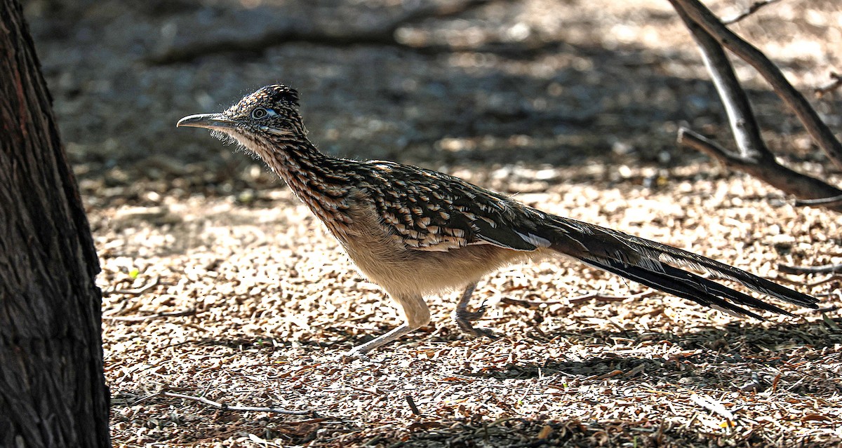 Greater Roadrunner - ML643960398