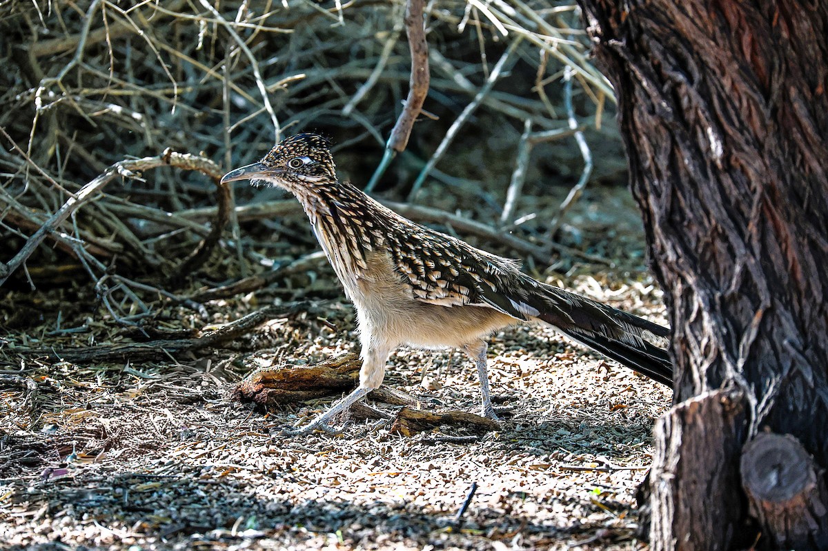 Greater Roadrunner - ML643960399