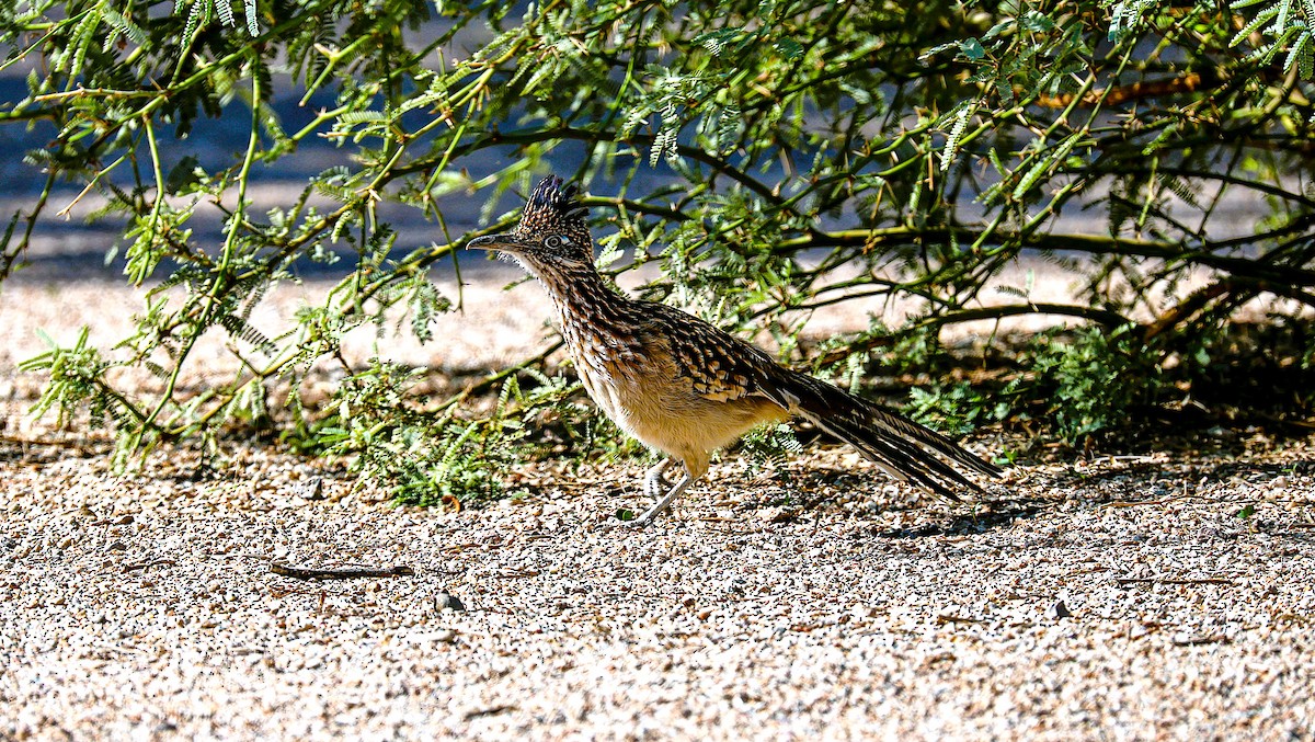 Greater Roadrunner - ML643960400