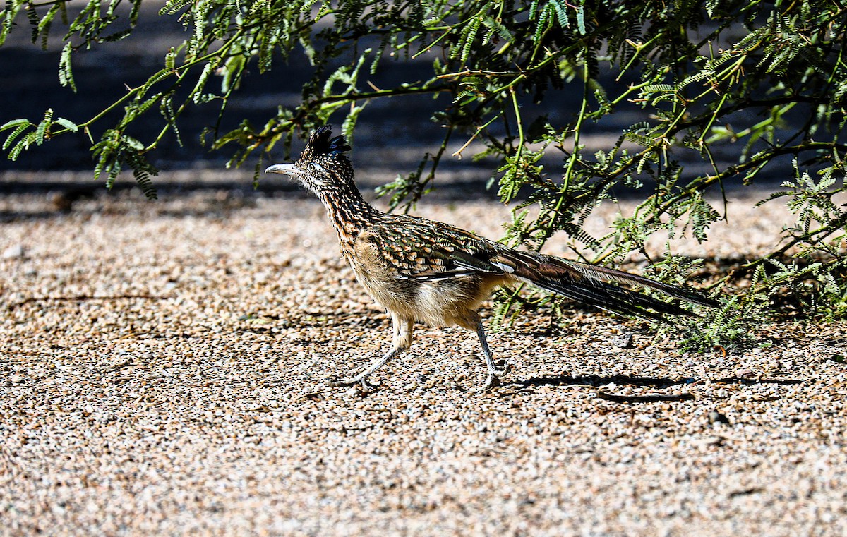 Greater Roadrunner - ML643960401