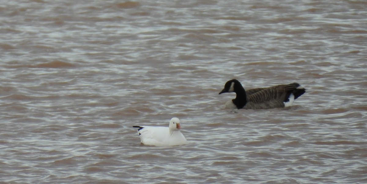 Ross's Goose - ML643960411
