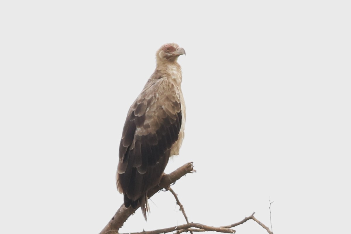 Palm-nut Vulture - ML643960422