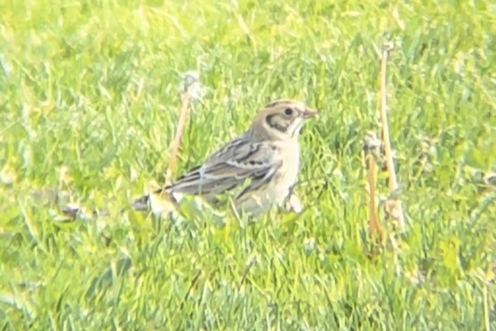 鐵爪鵐 - ML643960429