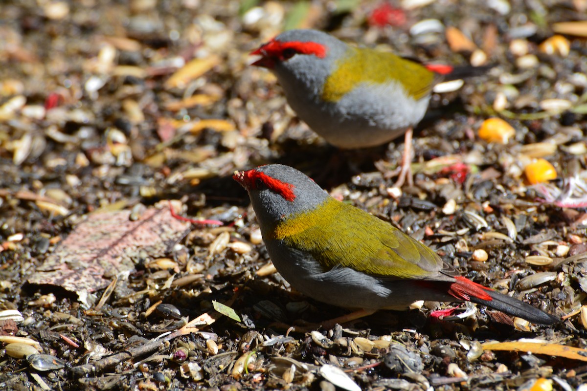 Red-browed Firetail - ML643960454