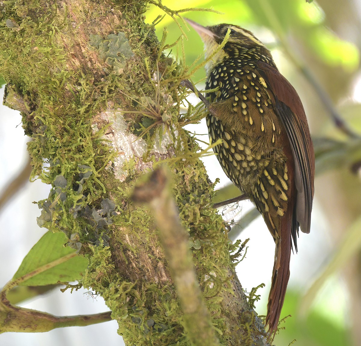 Pearled Treerunner - ML643960455