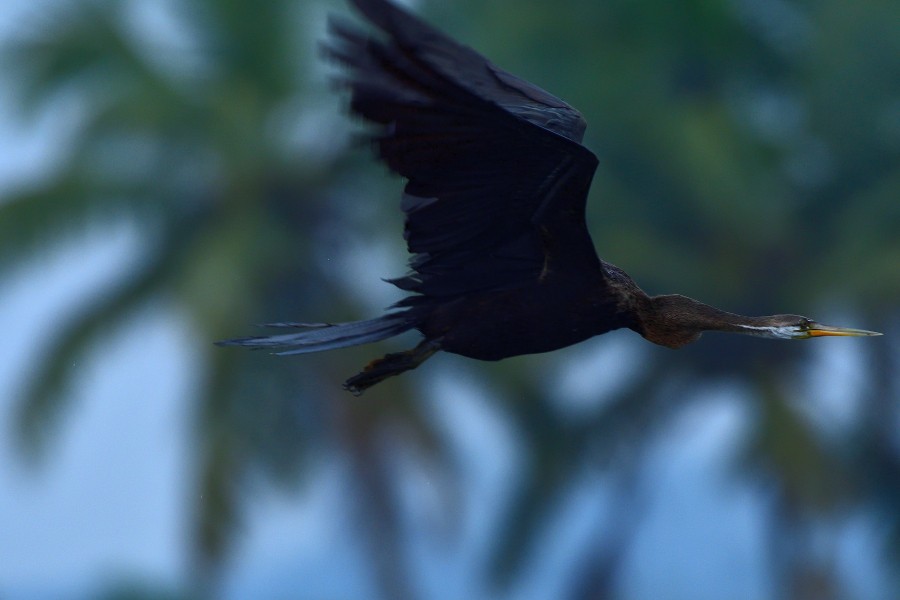 Oriental Darter - ML643960461