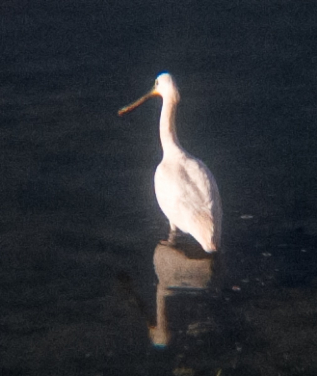 kolpík bílý - ML643960466