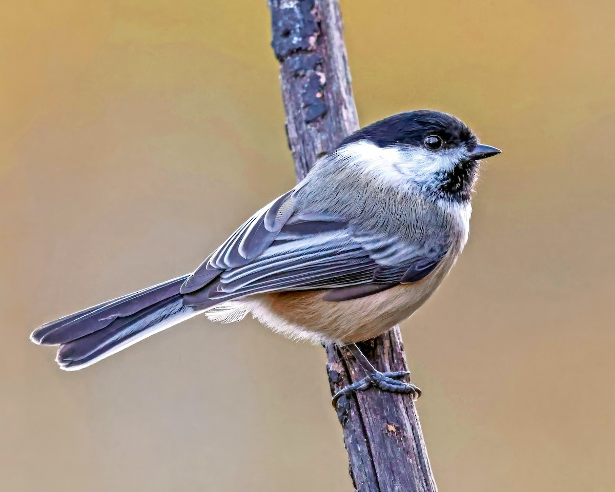 Black-capped Chickadee - ML643960470