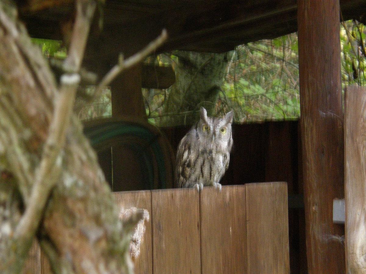 Western Screech-Owl - ML643960477