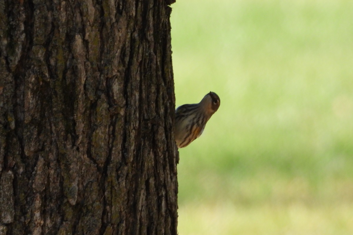 lesňáček žlutoskvrnný - ML643960480