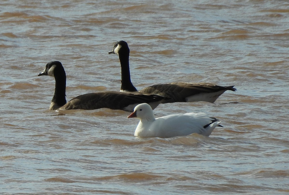 Ross's Goose - ML643960489
