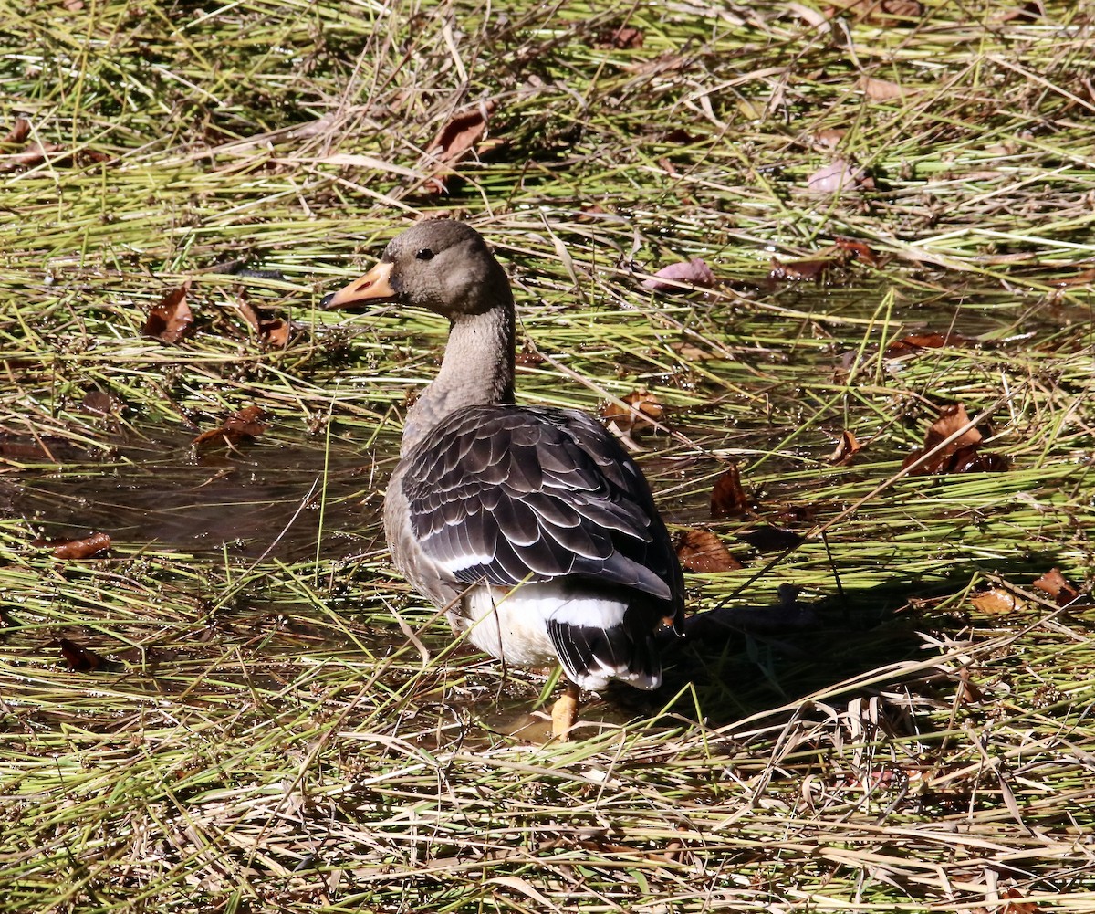 Graylag Goose (Domestic type) - ML643960520