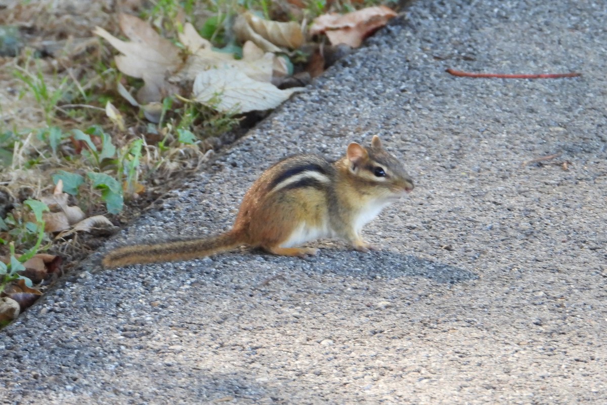 Animals - ML643960530