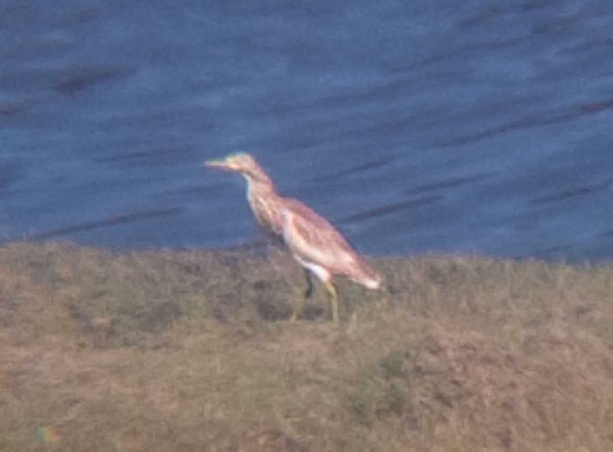 volavka vlasatá - ML643960566