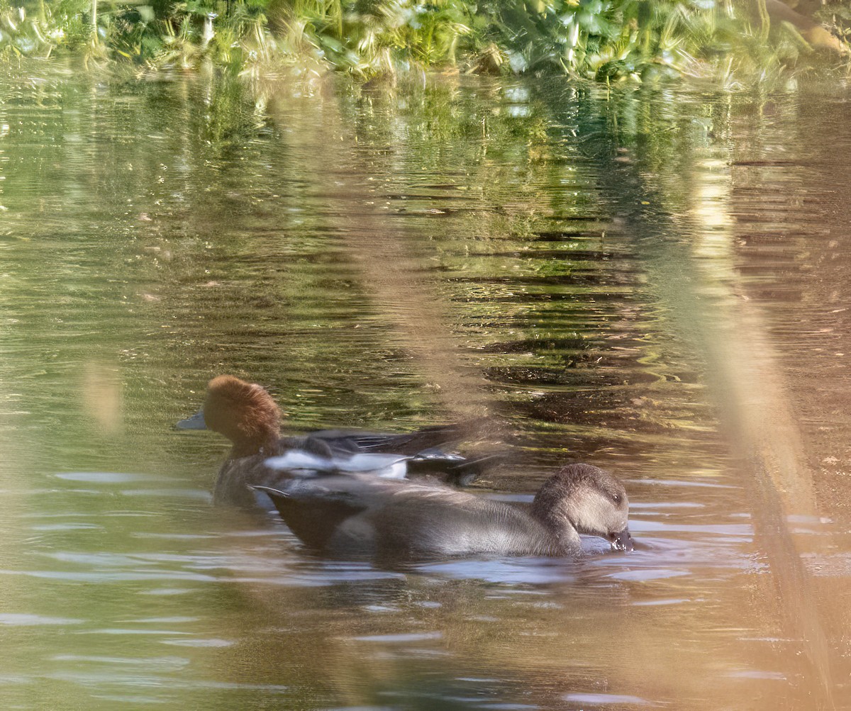 Canard siffleur - ML643960570