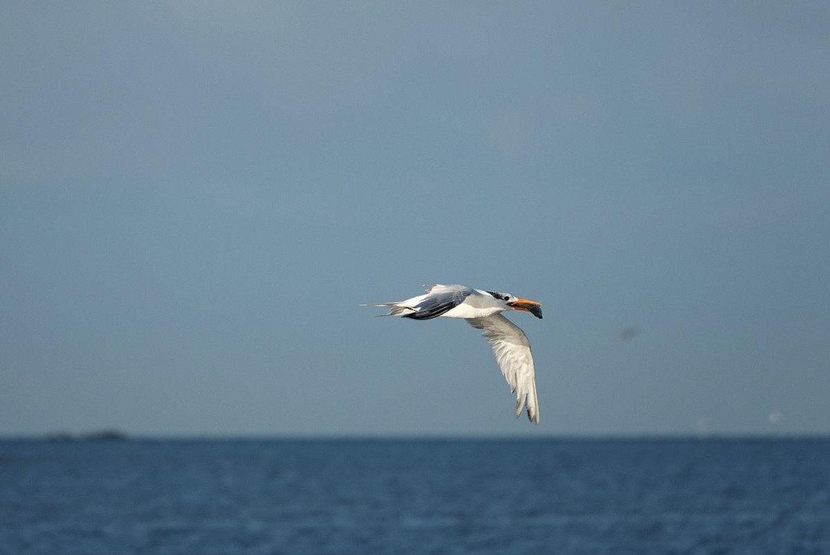 Royal Tern - ML643960576
