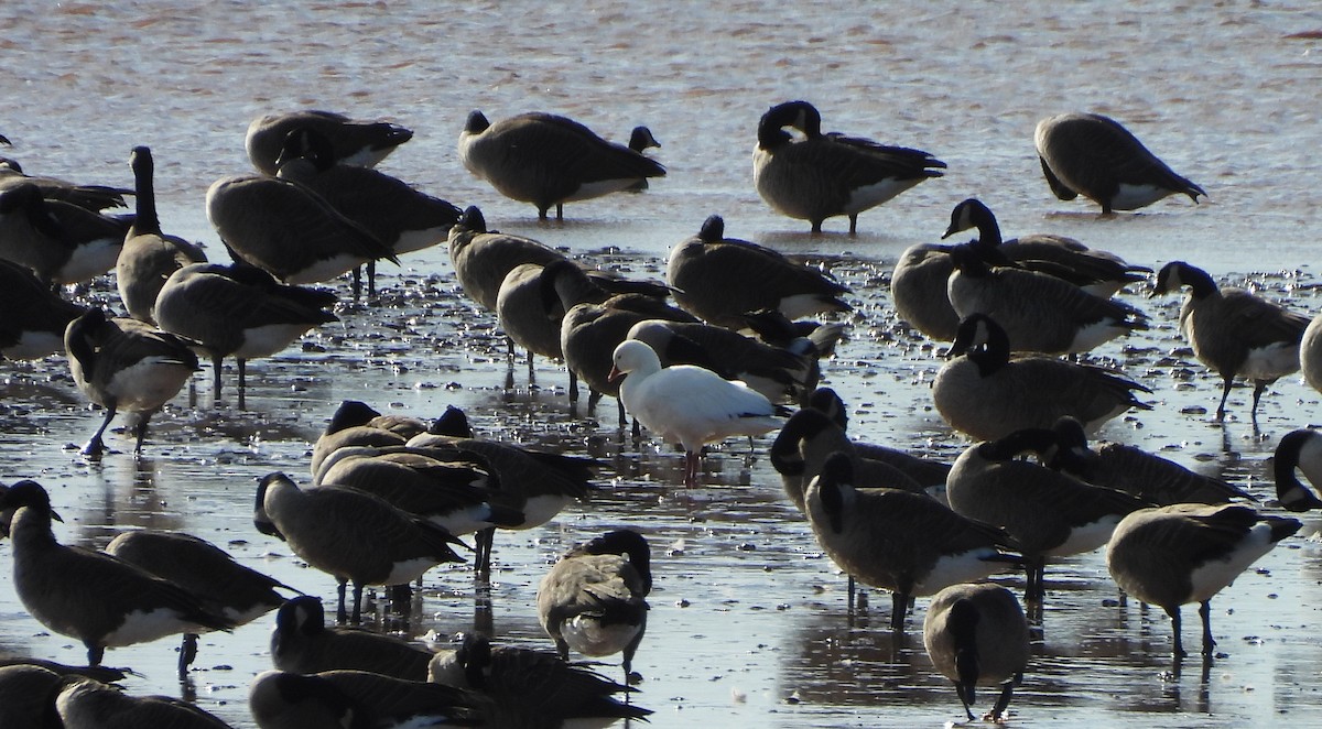 Ross's Goose - ML643960584