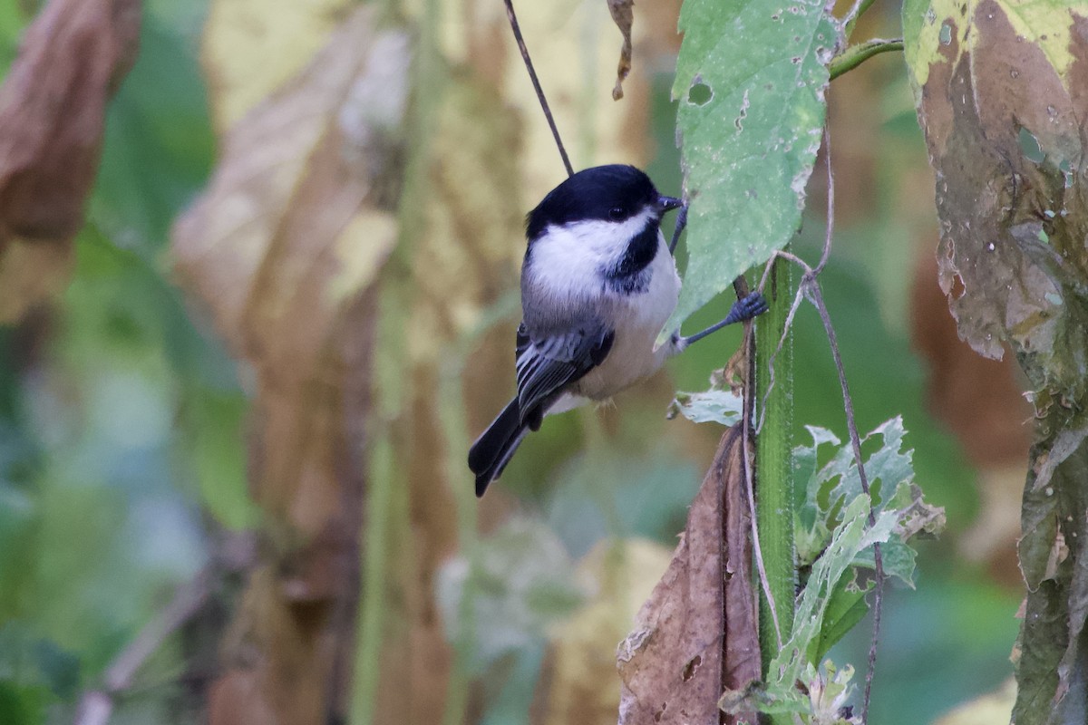 Black-capped Chickadee - ML643960602