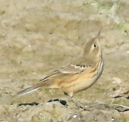 American Pipit - ML643960604