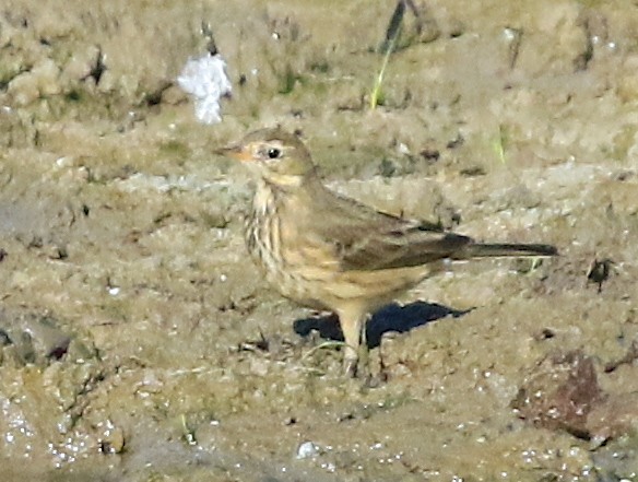 American Pipit - ML643960605
